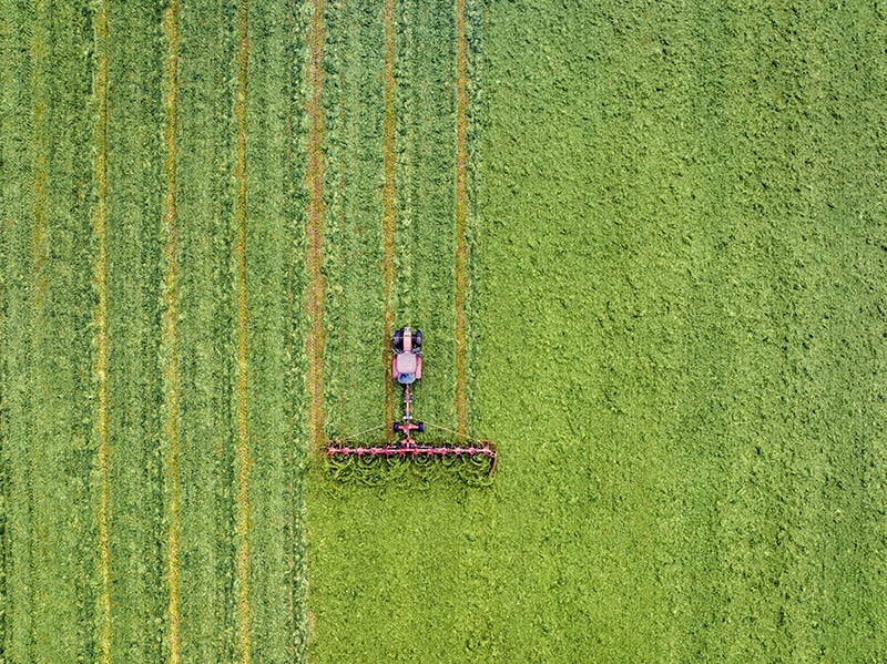 Koeien staan in de wei bij een boerenbedrijf